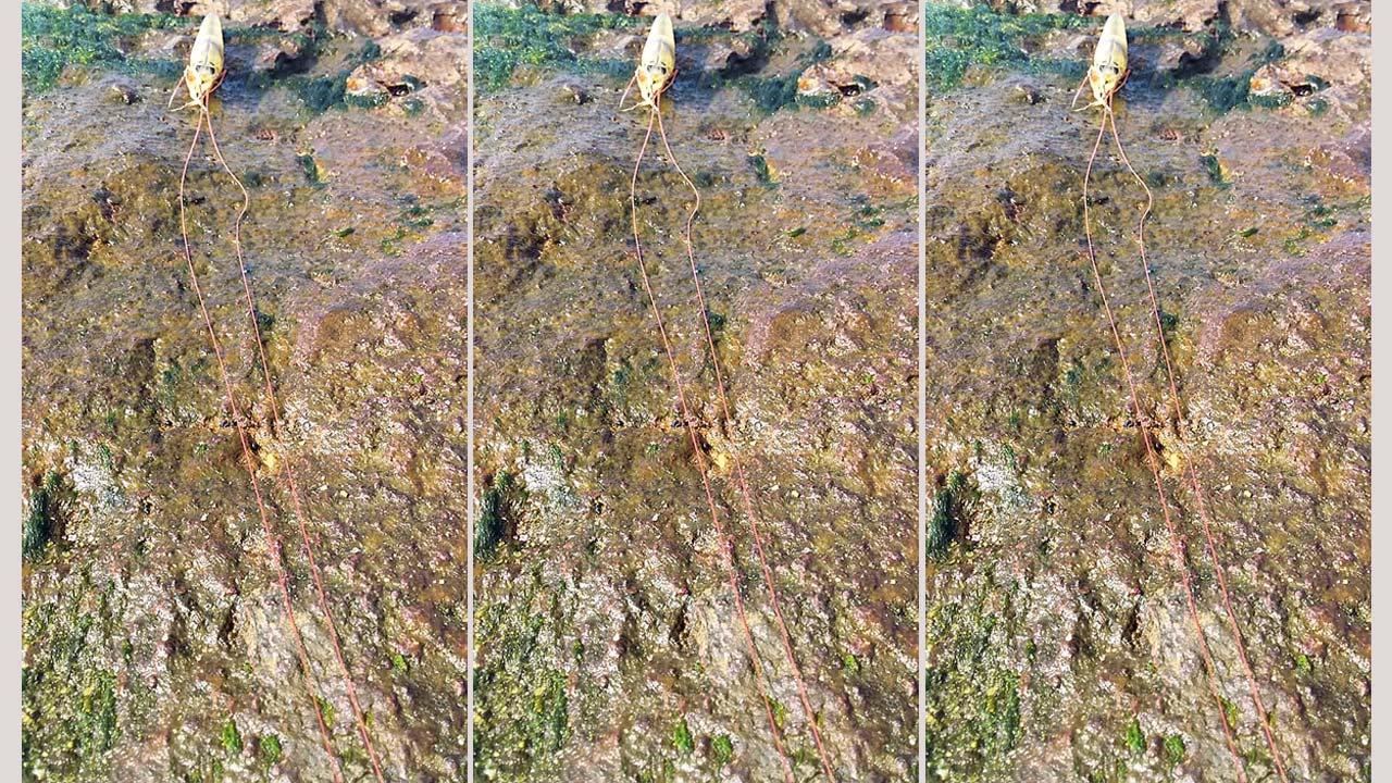 Prawns: బారెడు మీసంతో రొయ్య.. ధర తెలిస్తే షాకే!