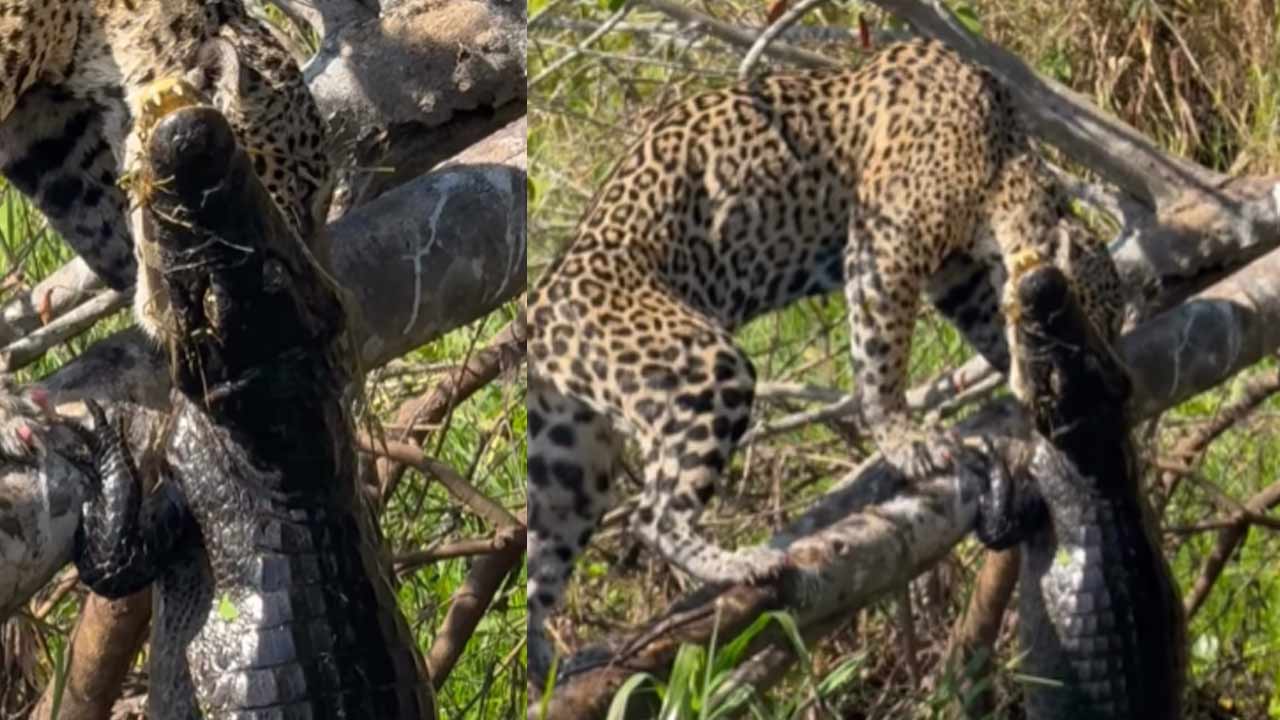 Video Viral : మొసలిని నీటిలోంచి లాగి వేటాడిన చిరుతపులి.. వీడియో