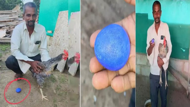 Blue Egg: బ్లూ కలర్ గుడ్డు పెట్టిన కోడి.. ఆశ్చర్యపోయిన అధికారులు!