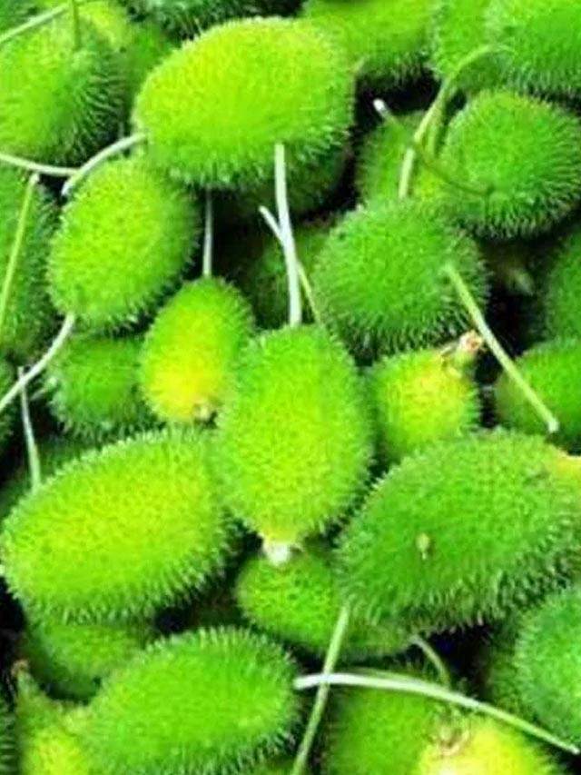 Boda Kakarakaya: బోడకాకరకాయతో ఎన్ని ఆరోగ్య ప్రయోజనాలో..!