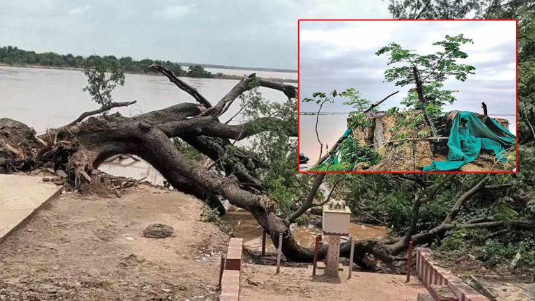 Cinema Chettu: 300 సినిమాల చరిత్రకు మళ్లీ ఊపిరి..! గోదావరి గట్టున సినిమా చెట్టుకు పునరుజ్జీవం..