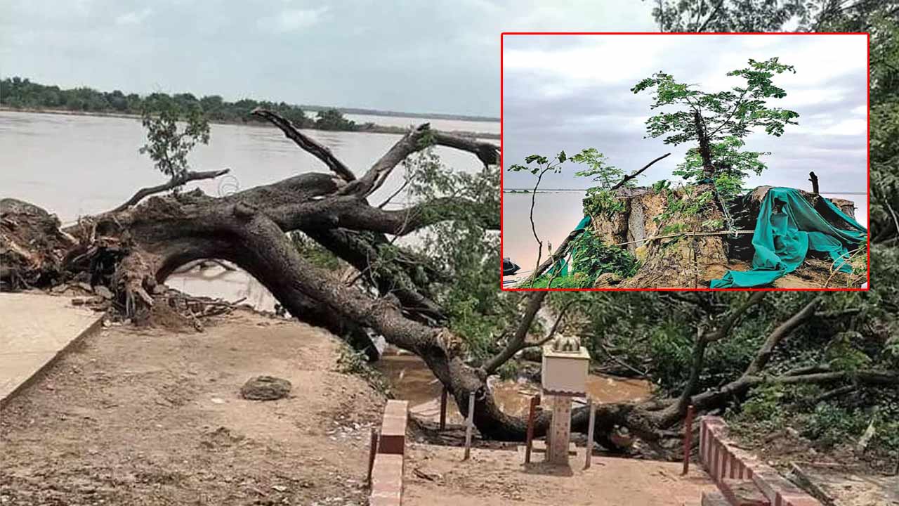 Cinema Chettu: 300 సినిమాల చరిత్రకు మళ్లీ ఊపిరి..! గోదావరి గట్టున సినిమా చెట్టుకు పునరుజ్జీవం..