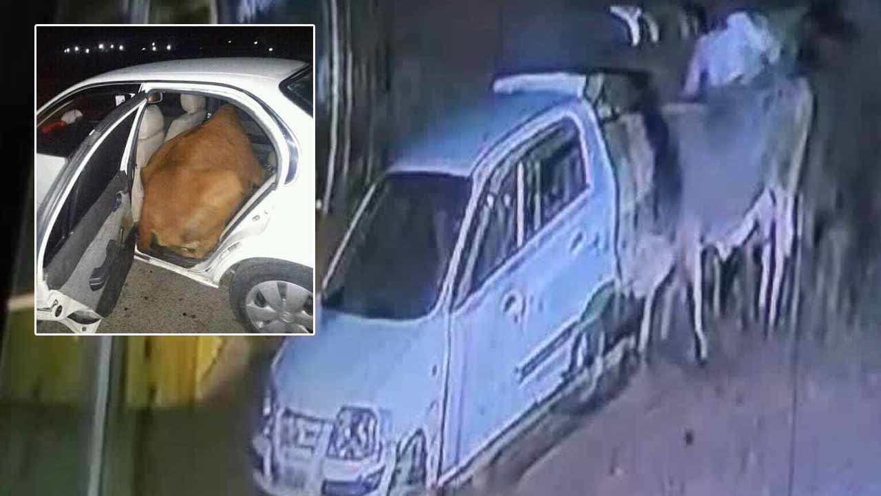 Cows Theft: లగ్జరీ కార్లలో దిగిపోతారు.. వాళ్లు చేసే పని చూస్తే షాక్‌ అవుతారు..!