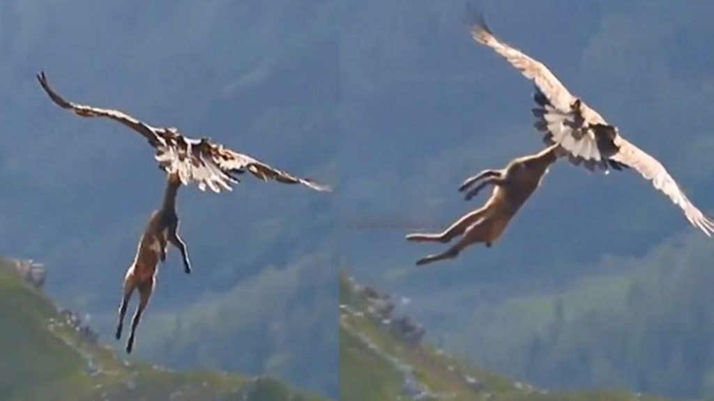 Deer And Eagle Viral Video
