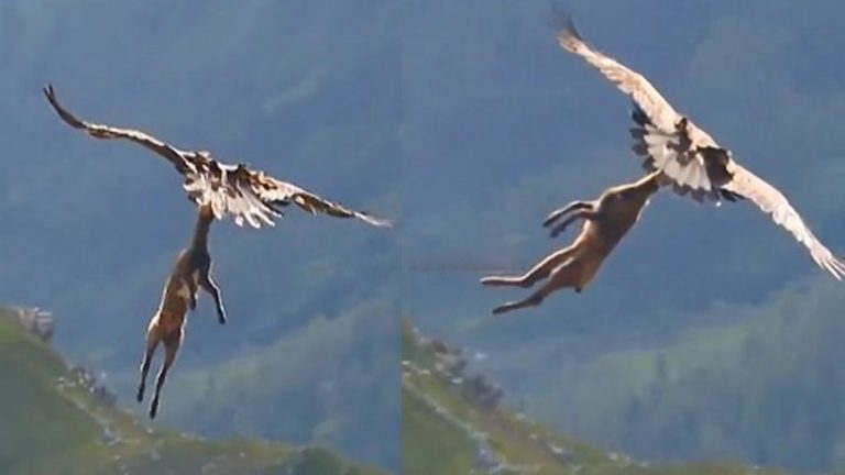 Viral Video: వామ్మో గద్ద.. చూస్తుండగానే ఎంత పని చేసింది!