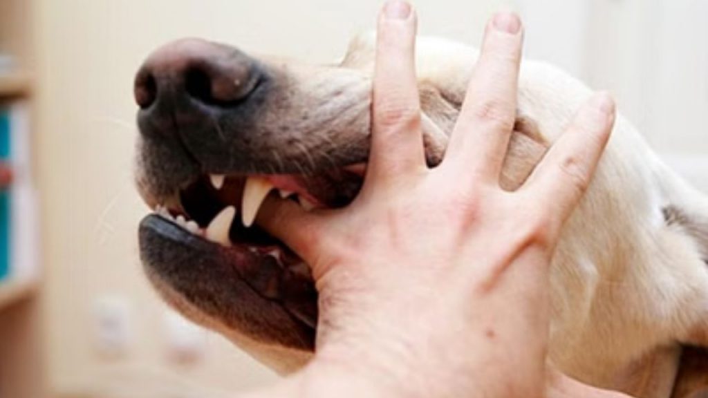 Dehradun Rabies Death