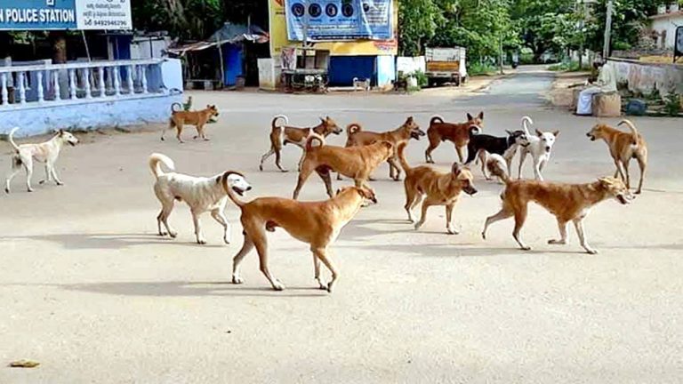 Dogs: వీధి కుక్కలు ఎందుకు వెంటపడతాయి..? తప్పించుకోవాలంటే ఏం చేయాలి?