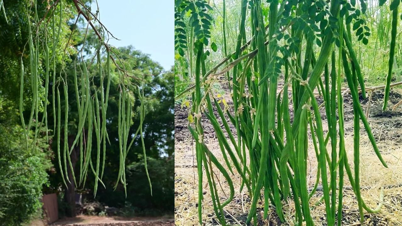 Drumstick Tree: మునగ చెట్టు ఇంటి ఆవరణలో ఉండవచ్చా? లేదా? ఉంటే ఏమవుతుంది?