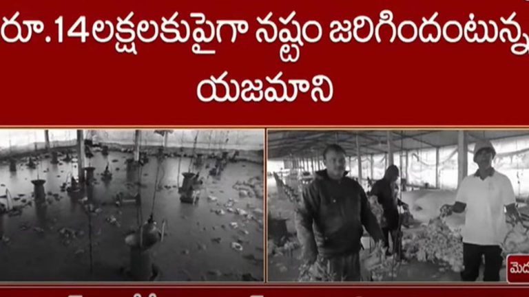 Hens Death : పౌల్ట్రీఫాంలోకి వరద నీరు.. 10వేల కోళ్లు మృతి