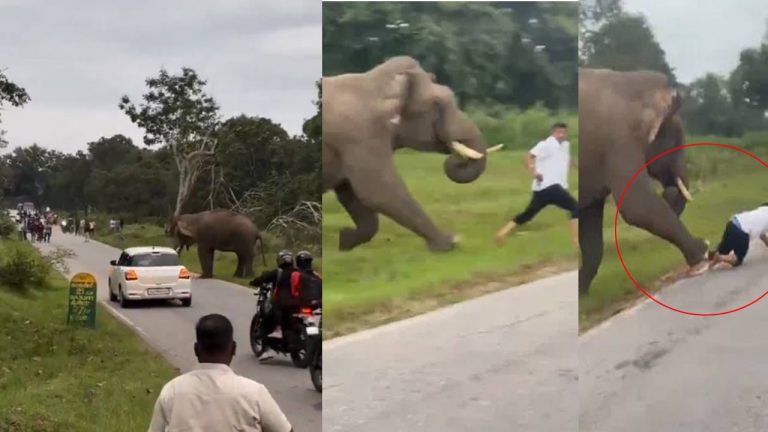Karnataka: ఓ టూరిస్ట్ ఓవరాక్షన్.. సెల్ఫీ తీసుకుంటుండగా ఏనుగు దాడి
