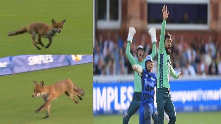 Spirit vs Invincibles: క్రికెట్ గ్రౌండ్⁭లో ప్రత్యక్షమైన నక్క.. రచ్చ రచ్చ చేసిందింగా! వైరల్ వీడియో