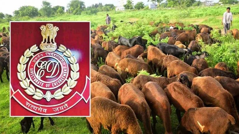 Telangana Sheep Distribution Scam : ఈడీ సంచలన ప్రకటన.. గొర్రెల స్కాంలో వెయ్యికోట్లంట