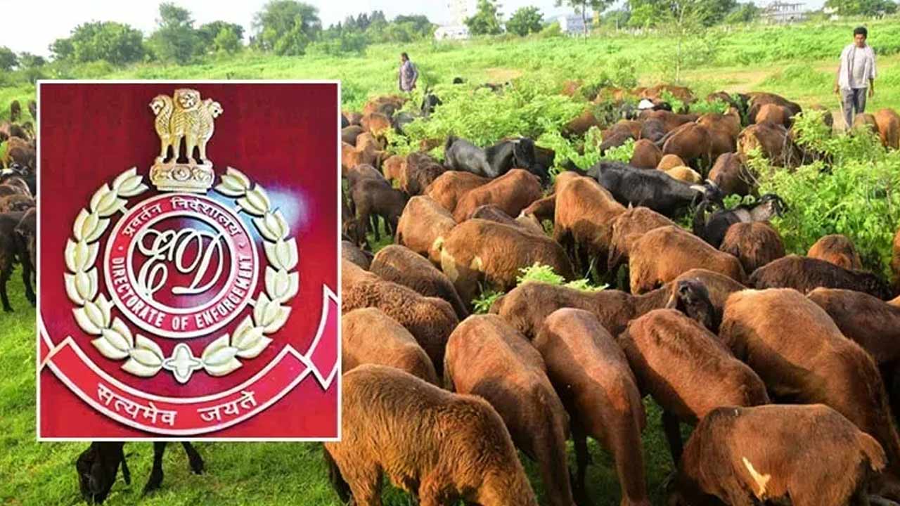 Telangana Sheep Distribution Scam : ఈడీ సంచలన ప్రకటన.. గొర్రెల స్కాంలో వెయ్యికోట్లంట