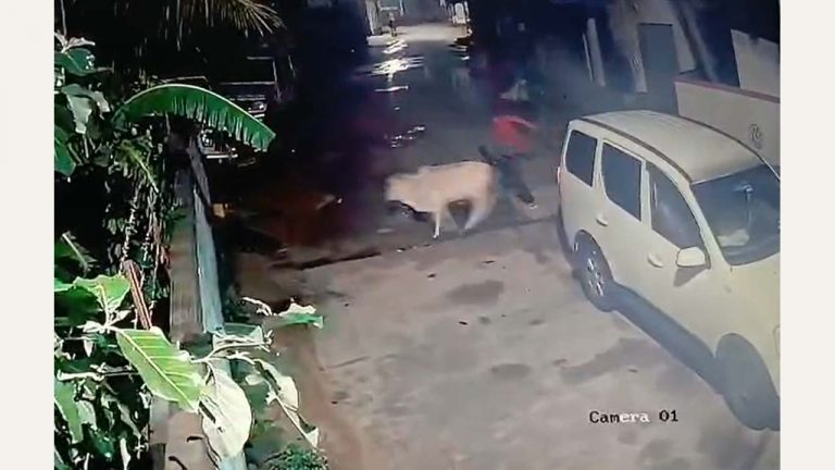 Cattle Theft: అర్థరాత్రి ఆవులను కారులో ఎత్తుకెళ్లిన దుండగులు..