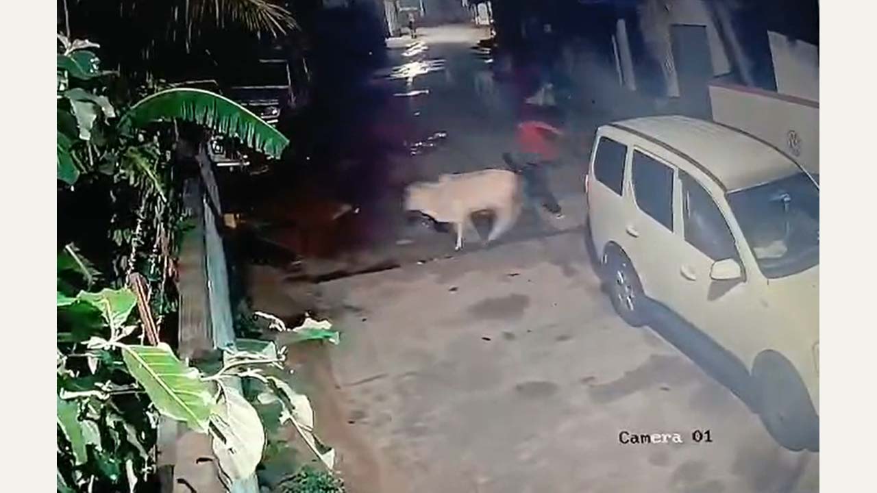 Cattle Theft: అర్థరాత్రి ఆవులను కారులో ఎత్తుకెళ్లిన దుండగులు..