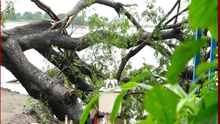 Cinema Chettu: సినిమా చెట్టుకు పునర్జీవం