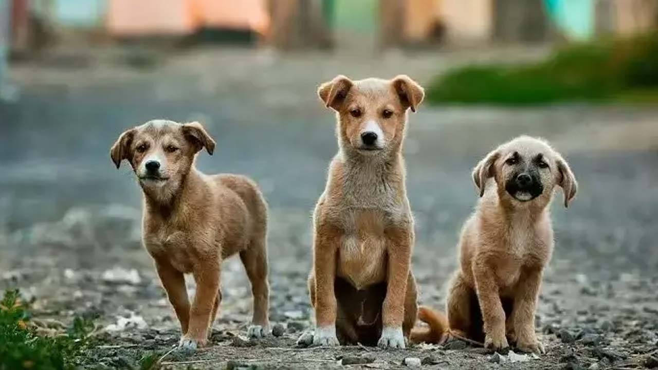 Indie Dog Puppy Adoption: జీహెచ్ఎంసీ ఆధ్వర్యంలో.. జలగం వెంగళరావు పార్క్ లో దేశీ కుక్క పిల్లల దత్తత మేళా..