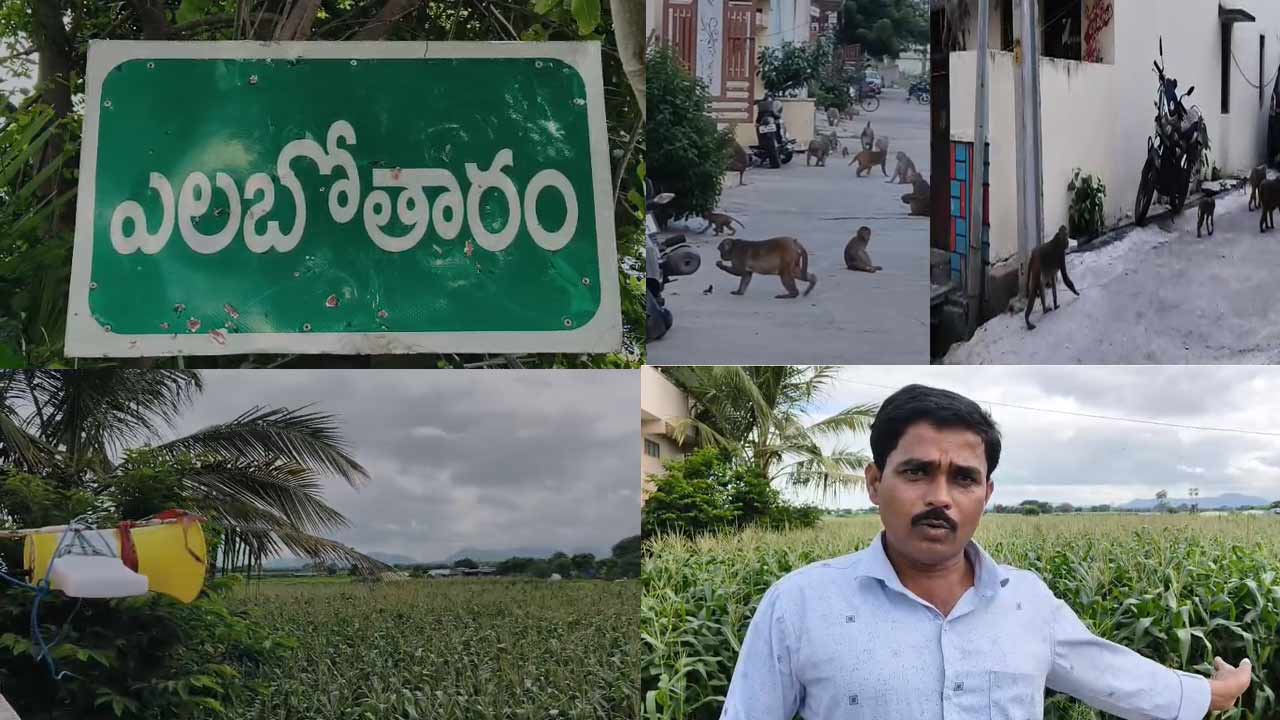 Karimnagar: కోతుల బెడదకు రైతు ఇన్నోవేటివ్ ఐడియా.. పంటను కాపాడిన ప్రత్యేక పరికరం!