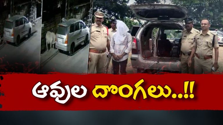 Cows Thieves: ఖరీదైన కార్లలో వస్తారు.. రెక్కీ చేసి ఆవును కారులో కుక్కేస్తారు!
