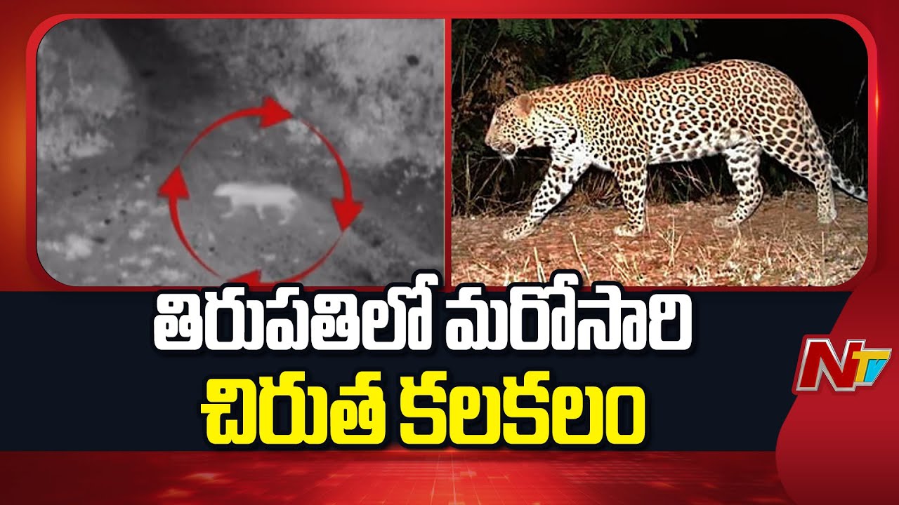 Tirupati : తిరుపతి లో చిరుత సంచారం