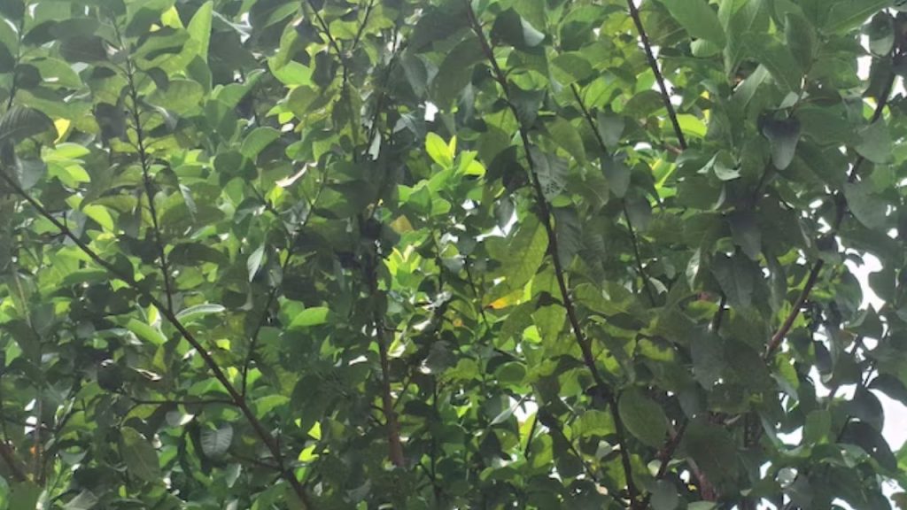 Best Fruits For Health