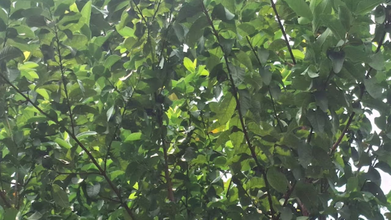 Gardening Tips: ఇంటి గార్డెన్‌లో ఈ 5 పండ్ల మొక్కలను నాటండి.. సంపూర్ణ ఆరోగ్యంగా ఉండండి!