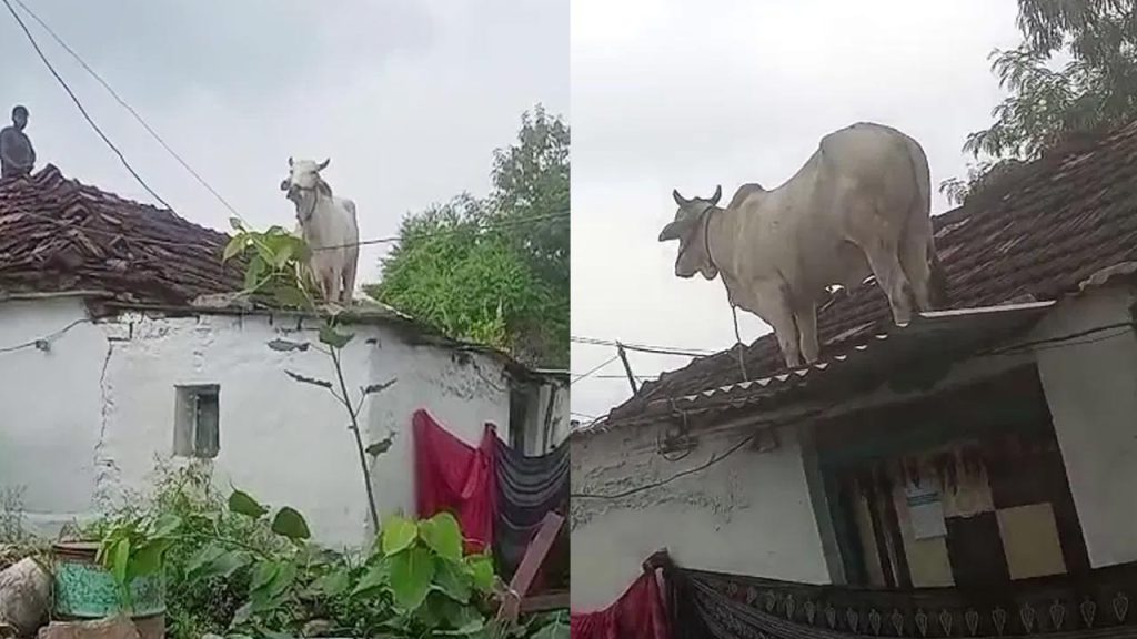 Cow Climbing