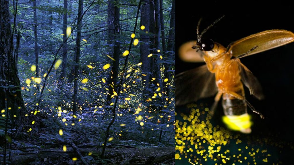 Firefly Glow