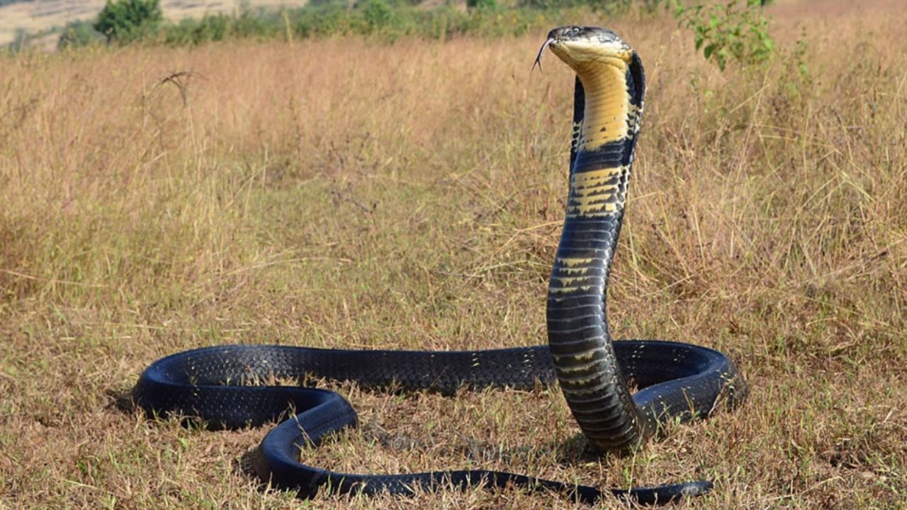 King Cobra: కింగ్ కోబ్రా పాములు మనుషుల కంటే వేగంగా పరుగెత్తగలవా?