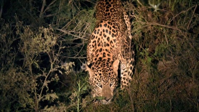 Leopard Attacks: దడ పుట్టిస్తున్న పులుల దాడులు.. ఒకేరోజు ముగ్గురిపై దాడి, ఇద్దరు మృతి!