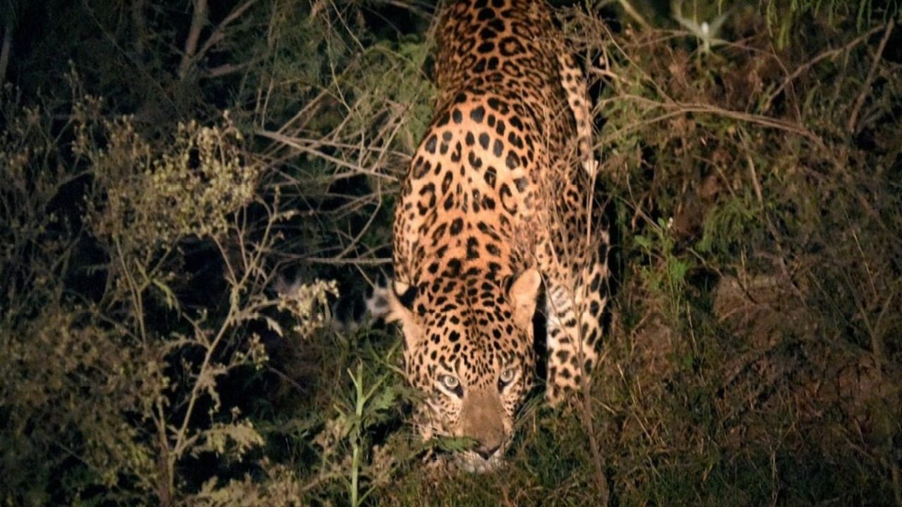 Leopard Attacks: దడ పుట్టిస్తున్న పులుల దాడులు.. ఒకేరోజు ముగ్గురిపై దాడి, ఇద్దరు మృతి!