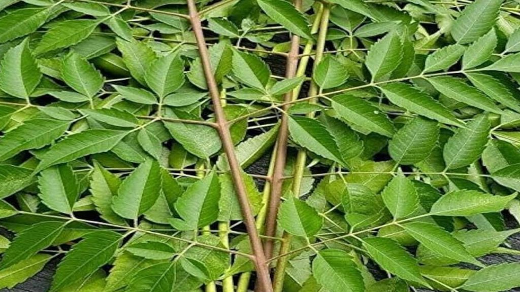 Neem Leaves