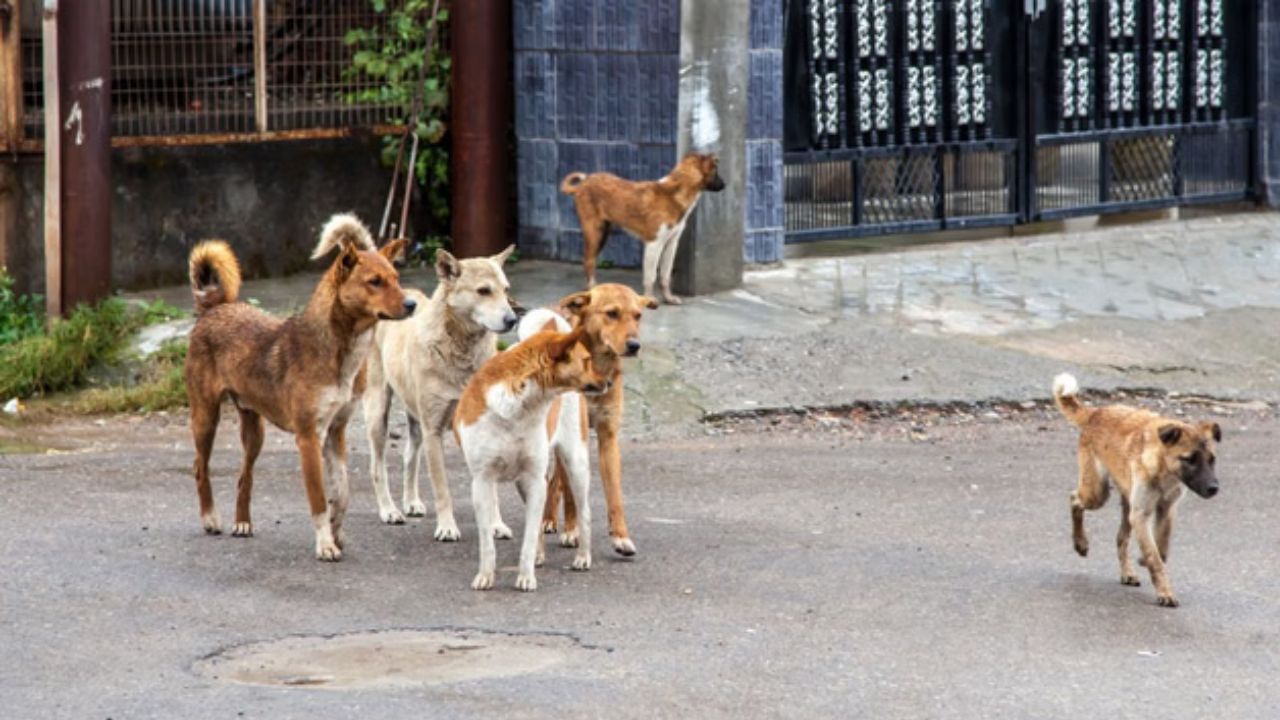 Maharastra: బాబోయ్ కుక్కలు.. ఒకే రోజులో 67 మందిని…