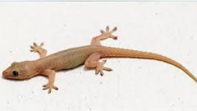 Lizard astrology meaning  Vastu lizard symbolism:  ఇంట్లో బల్లి ఉంటే శుభ సూచకమా.. ఆ శుభ సూచకమా.. ?
