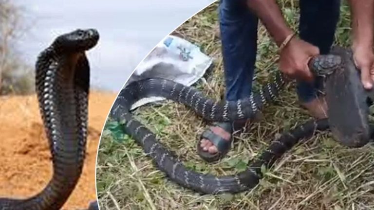 King Cobra Attack:  అమ్మో  అరుదైన కింగ్ కోబ్రా.. చూస్తేనే ఒళ్ళు జలదరిస్తుంది