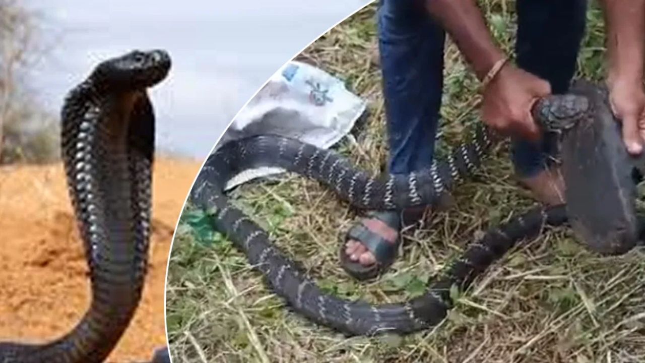 King Cobra Attack:  అమ్మో  అరుదైన కింగ్ కోబ్రా.. చూస్తేనే ఒళ్ళు జలదరిస్తుంది