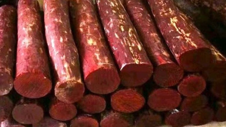 Sandalwood Smuggling: సంచార జీవితాన్ని గడుపుతూ స్మగ్లింగ్.. శ్రీగంధం చెట్ల చోరీ ముఠా గుట్టురట్టు!