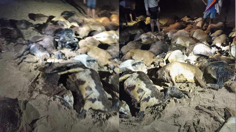 Shocking : పిడుగుపడి వందకు పైగా గొర్రెలు మృత్యువాత..