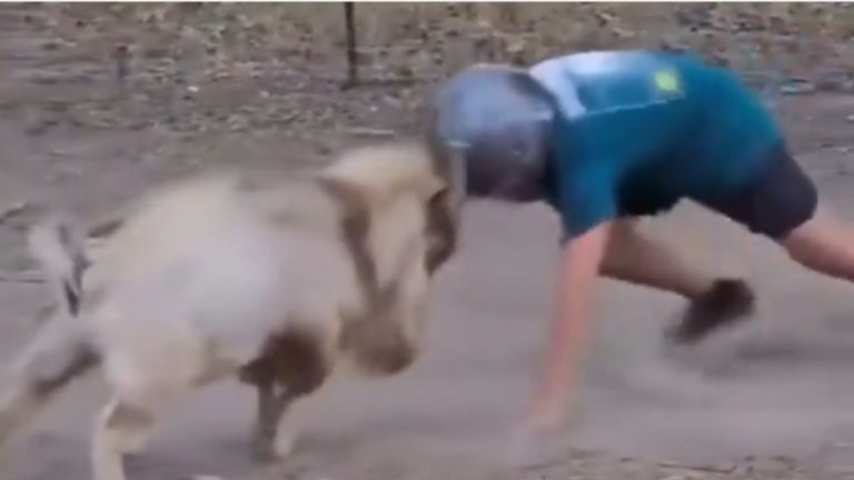 Viral Video: లైక్స్ కోసం మరి ఇంత దిగజారాలా? గొర్రెతో ఆ పనులేంటి గురూ.!