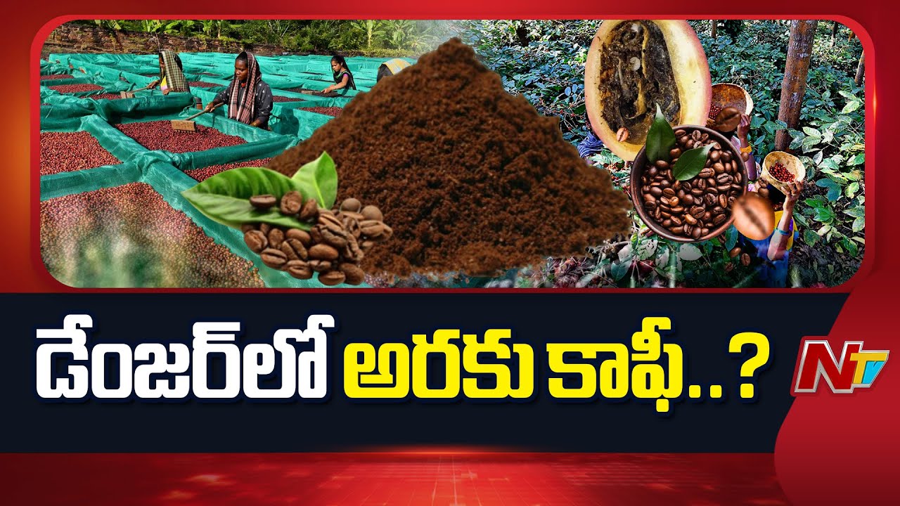 Araku : డేంజర్ లో ప్రపంచ ప్రఖ్యాత అరకు ఆర్గానిక్ కాఫీ..?