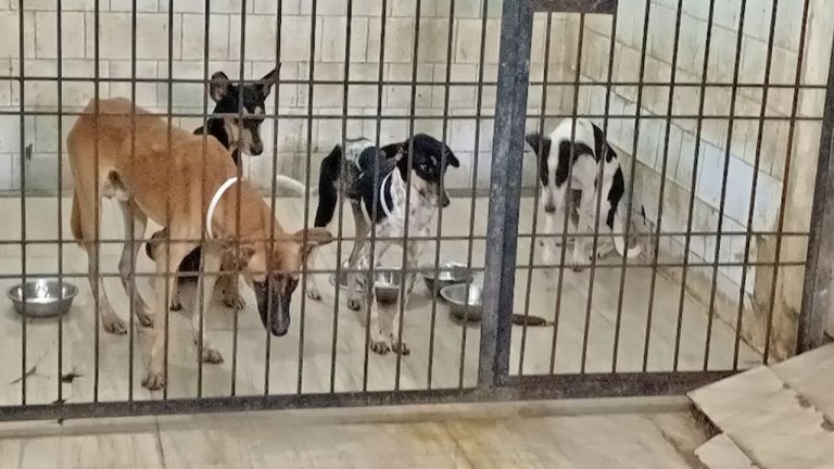 Dog Attacks: రెండు సార్లు కరిచిన కుక్కకు జీవిత ఖైదు..? ఫస్ట్ టైమ్ కరిస్తే 10 రోజులు జైలు శిక్ష..!