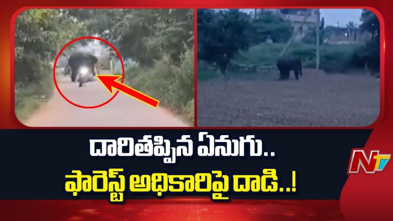 Palamaner : పలమనేరులో ఏనుగు హల్‌చల్, చూసేందుకు పోటెత్తిన జనం