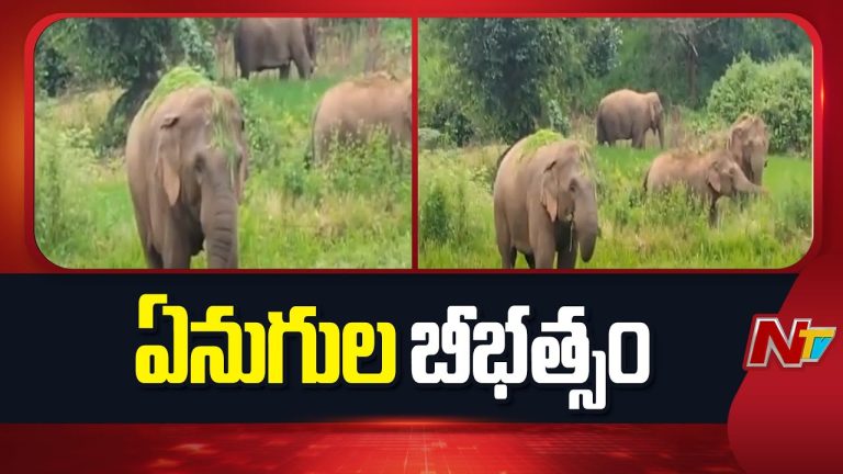 Manyam District : మన్యం జిల్లాలో పంటలు నాశనం చేసిన ఏనుగులు.. చేతికి అందిన పంట ధ్వంసం కావడంతో గిరిజనుల ఆవేదన