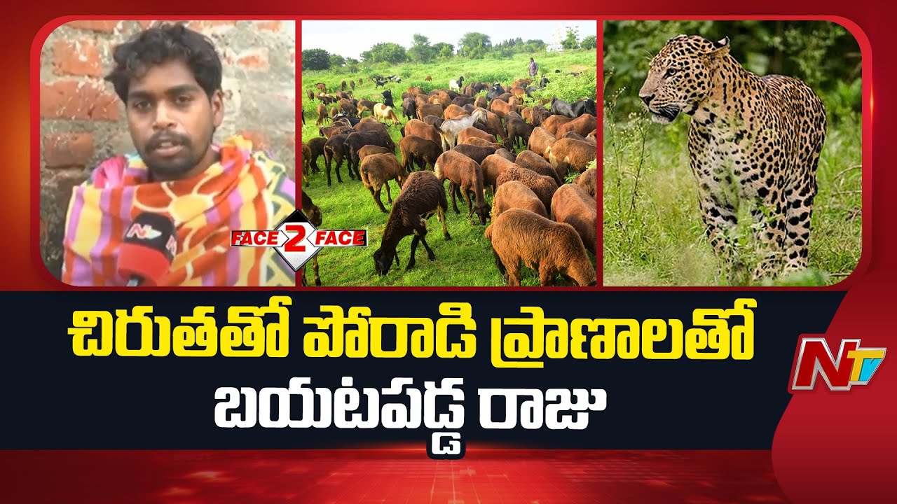 Medak : మెదక్‌లో చిరుతతో పోరాటం,  ధైర్యంగా పశువులను కాపాడిన గొర్రెల కాపరి