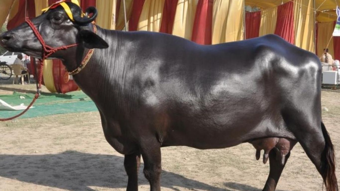 Best Buffalo Breed: డెయిరీ ఫామ్ పెట్టాలనుకుంటున్నారా?.. రోజుకు 25 లీటర్లు ఇచ్చే ఈ గేదెలను కొనండి!