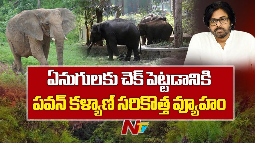 Pawan Kalyan Elephants