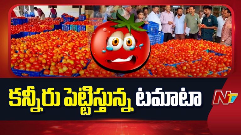 Tomato Prices: కన్నీరు పెట్టిస్తున్న టమాటా.. చావే శరణ్యమంటున్న రైతులు
