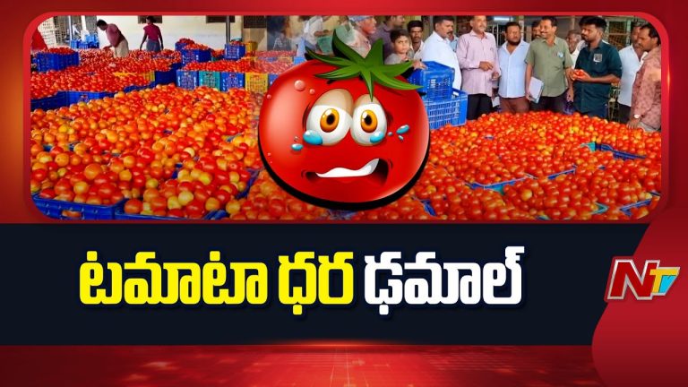 Madanapalle : ఒకసారిగా భారీగా పతనమైన టమాటా ధర.. మదనపల్లె మార్కెట్ షాక్