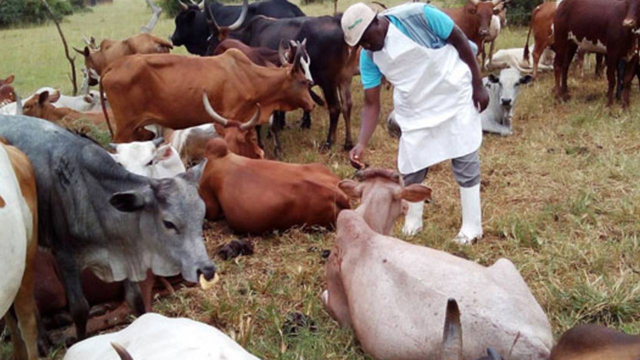 Veterinary Vaccine: వెటర్నరీ వ్యాక్సిన్ల ప్రపంచ మార్కెట్ విలువ లక్ష కోట్లు.. భారత్ మార్కెట్ విలువ ఎంతంటే?