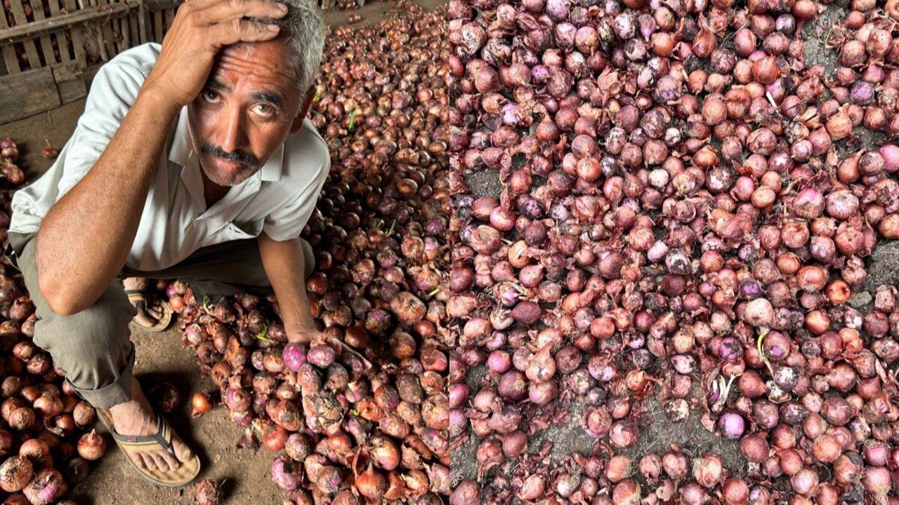 Maharashtra: దారుణం.. రూ.66 వేల పెట్టుబడితో 7.5 క్వింటాళ్ల ఉల్లి సాగు.. రాబడి రూ. 664..!